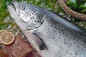 Factory Cheap Hot Frozen Atlantic Mackerel Portions - Atlantic Salmon GS – Good Sea