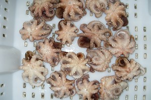 Baby octopus