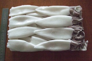 Loligo squid