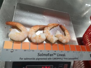 Frozen vanamei shrimp  CPDTO