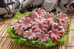 Baby octopus