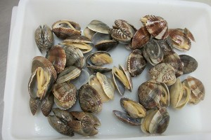 whole clam