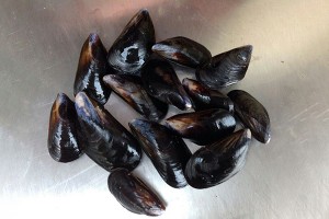 Mussel whole