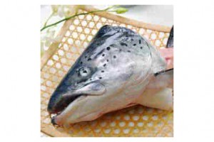 Atlantic Salmon head